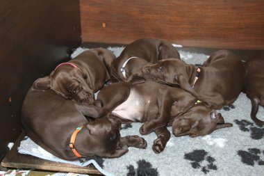 Alman Shorthaired Pointer yavruları