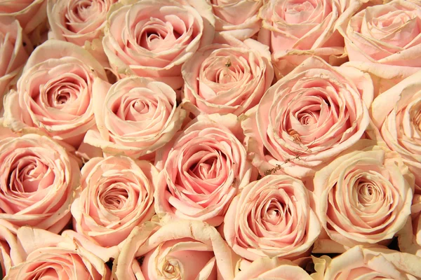 Pink wedding roses — Stock Photo, Image