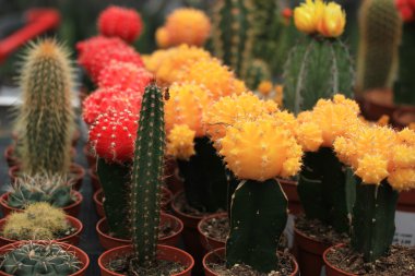 Kaktüs farklı renklerde