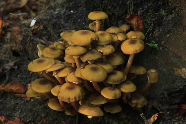 Grupo de cogumelos — Fotografia de Stock