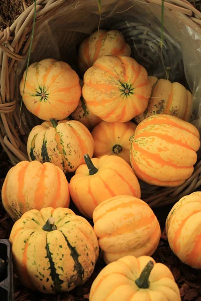 Decorative fall pumpkins — Stock Photo, Image
