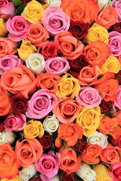 Multicolored wedding roses — Stock Photo, Image