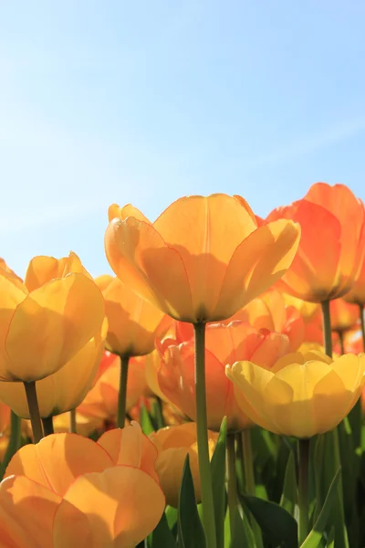 Tulipanes amarillos y naranjas —  Fotos de Stock
