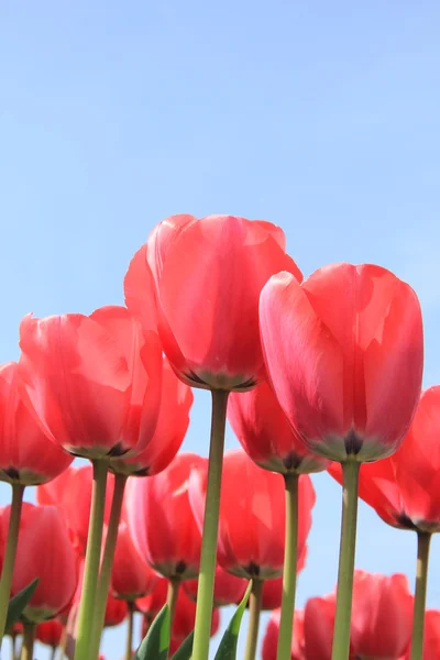 Tulipanes rosados cerca —  Fotos de Stock