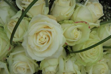 Büyük beyaz düğün gül