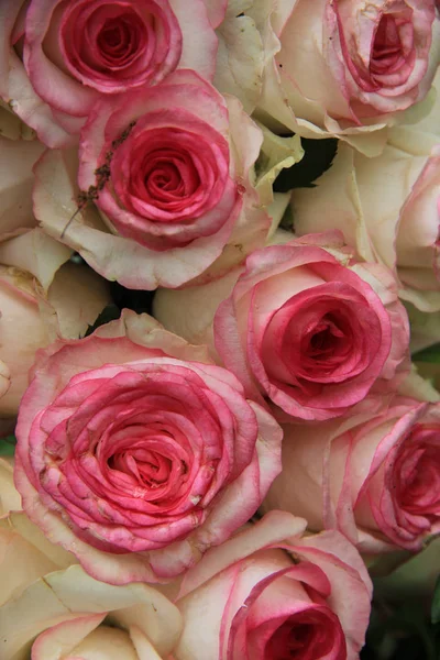 Розовые свадебные розы — стоковое фото