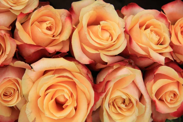 Mångfärgade bröllop rosor — Stockfoto