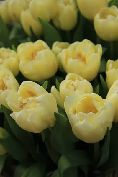 Blado-żółte tulipany — Zdjęcie stockowe