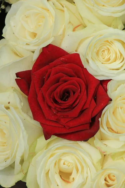 Red and white roses — Stock Photo, Image