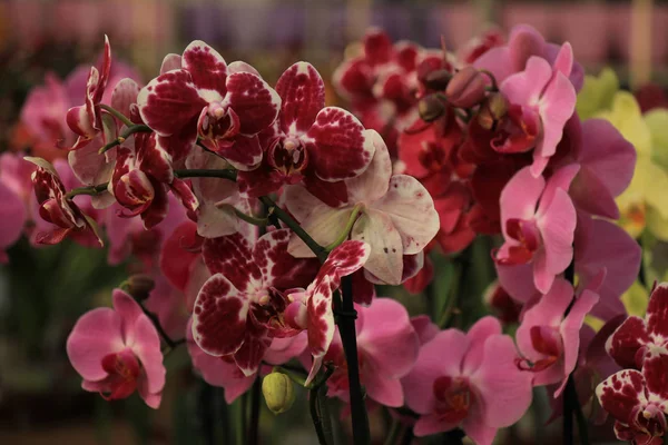 Pink Phalaenopsis orchids — Stock Photo, Image