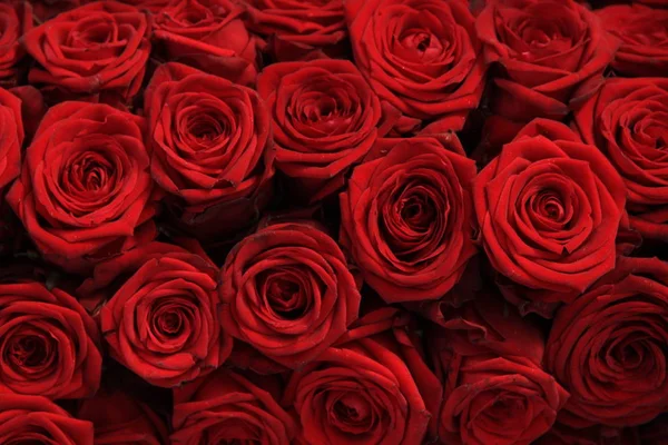 Grote rode rozen — Stockfoto