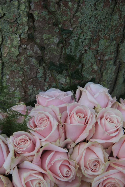 Pale pink roses — Stock Photo, Image