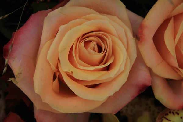 Big pink wedding roses — Stock Photo, Image