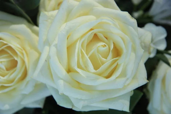 Grandes rosas brancas do casamento — Fotografia de Stock