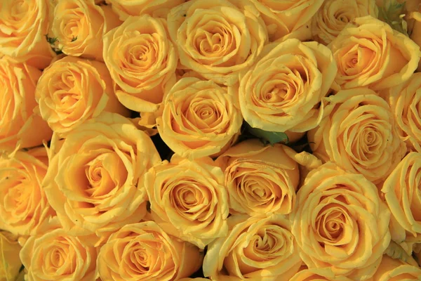 Group of yellow roses — Stock Photo, Image