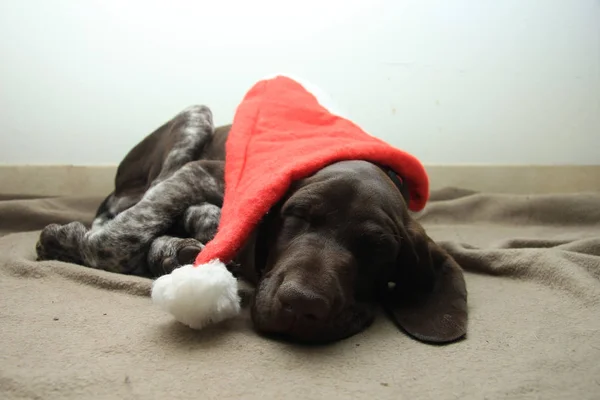 Slapende Christmas puppy — Stockfoto