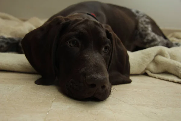 German Shorthaired Pointer puppy — Stock Photo, Image