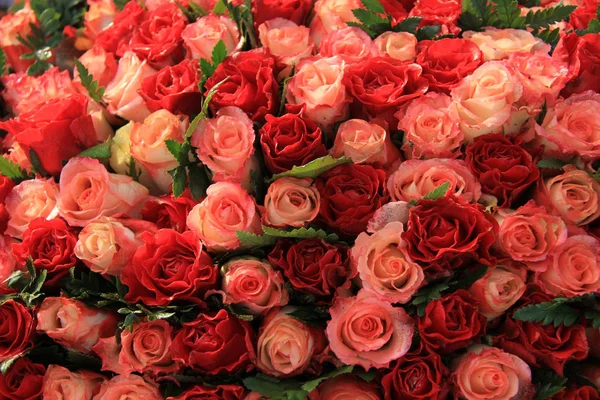 Rosas rojas y rosas — Foto de Stock