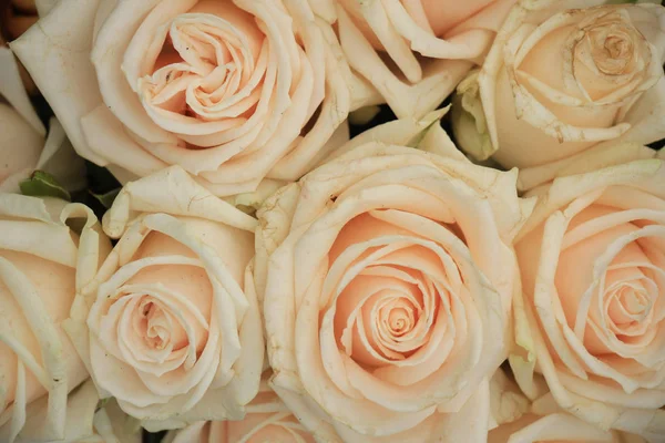 Blady róż — Zdjęcie stockowe