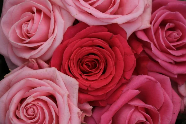 Μεγάλα ροζ τριαντάφυλλα — Φωτογραφία Αρχείου