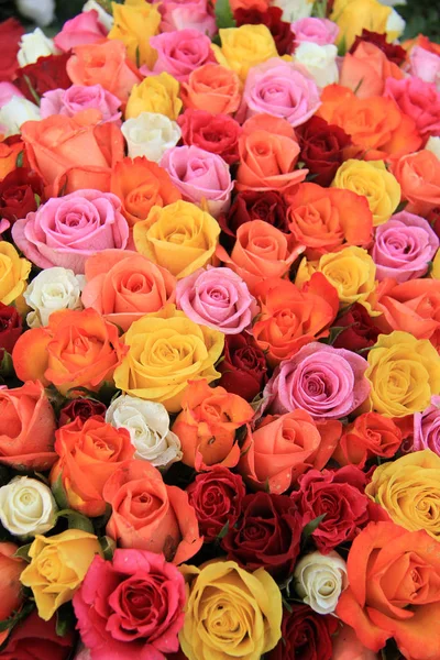Multicolored wedding roses — Stock Photo, Image