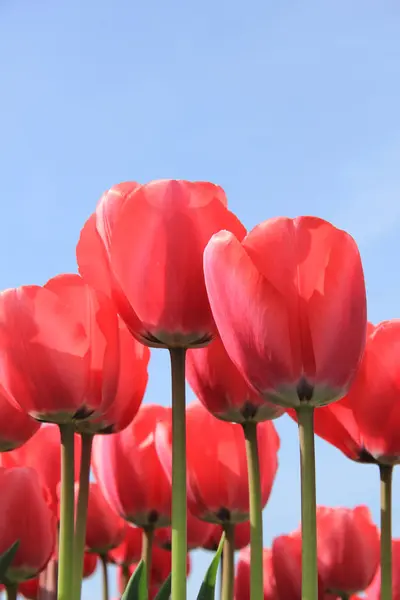 Tulipanes rosados grandes —  Fotos de Stock