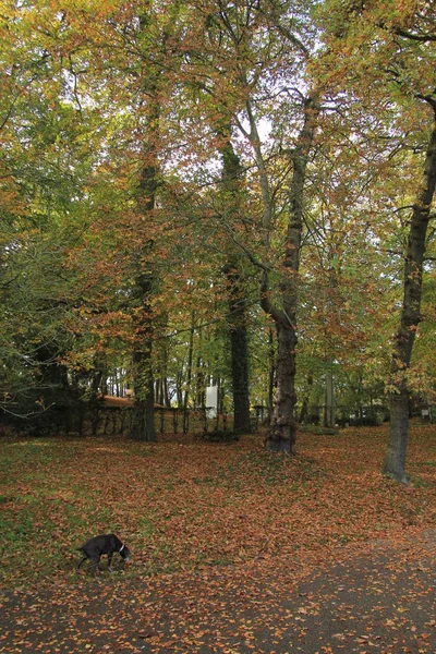 Ein Herbstwald — Stockfoto