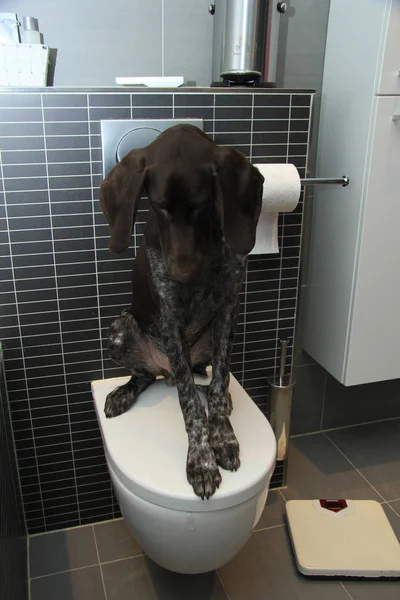 Pointer potty training — Stock Photo, Image