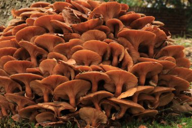 Bir sonbahar ormanda mantar