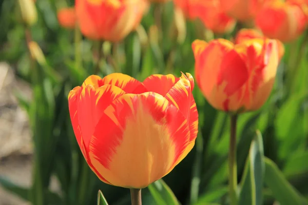 Tulipanes amarillos y naranjas —  Fotos de Stock