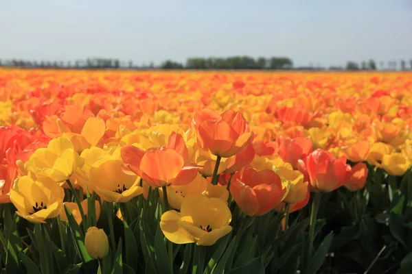Желтые и оранжевые тюльпаны — стоковое фото