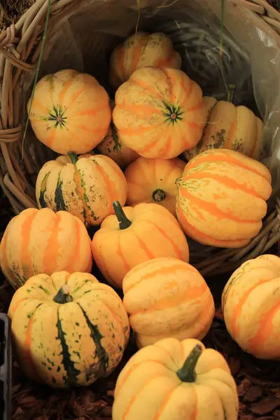 Colorful Thanksgiving decorations — Stock Photo, Image