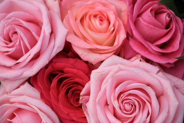 Grote roze rozen — Stockfoto