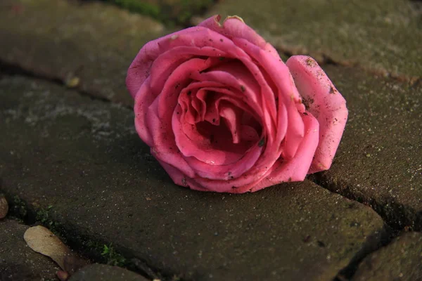 Rose rose simple — Photo