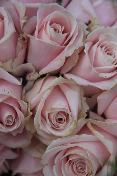 Roses rose pâle — Photo