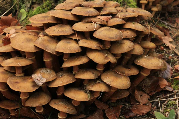 Champignons dans une forêt d'automne — Photo