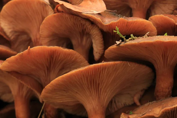 Pilze im Fallwald — Stockfoto