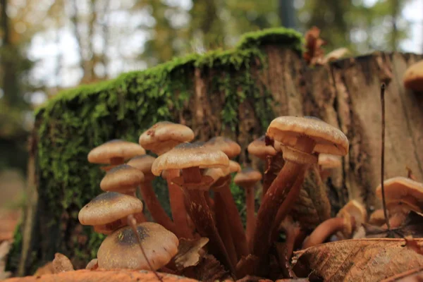 Egy őszi erdőben gomba — Stock Fotó