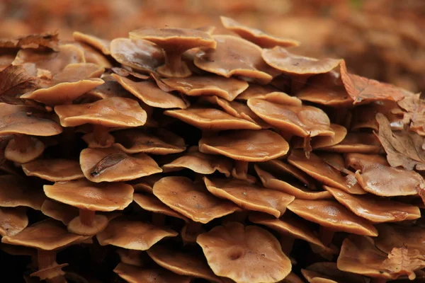 Cogumelos em uma floresta de queda — Fotografia de Stock