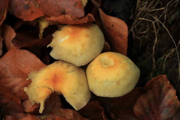 Cogumelos em uma floresta de queda — Fotografia de Stock