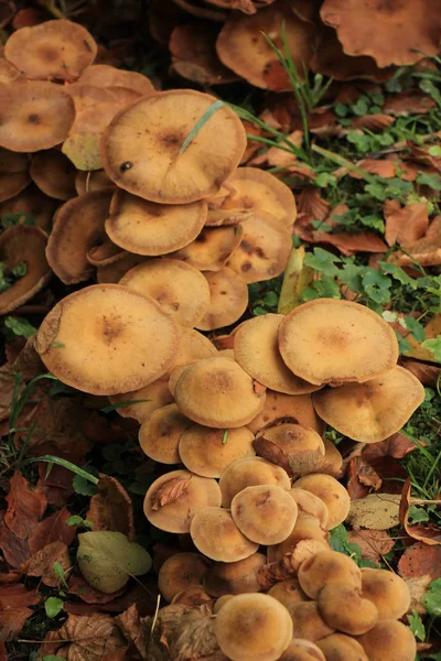 Svampar i en falla skog — Stockfoto