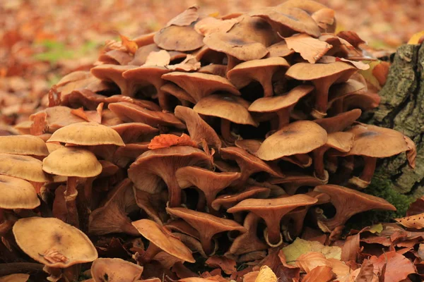 Grzyby w upadku forrest — Zdjęcie stockowe