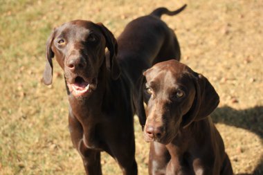 Almanca Kısaltılmış Noktalar