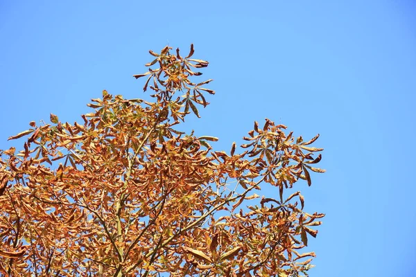 Podzimní strom a modré nebe — Stock fotografie