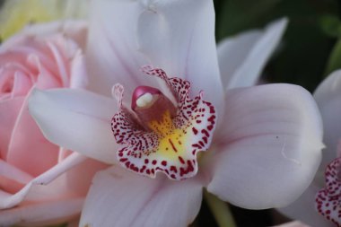 Pembe güller ve Cymbidium orkide
