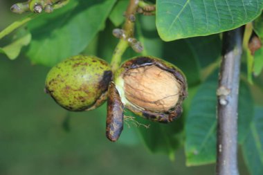 Yeşil ceviz meyve dalı