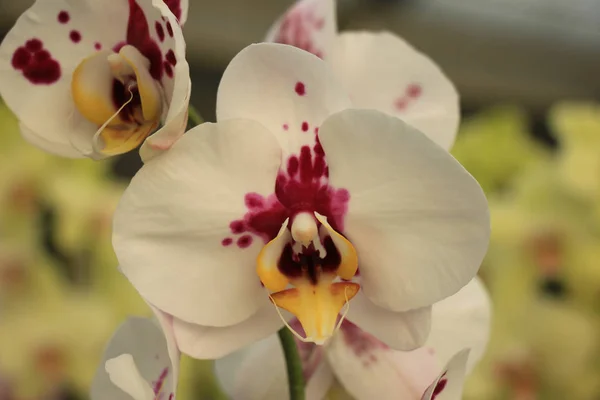 A Phalaenopsis orchid — Stock Photo, Image