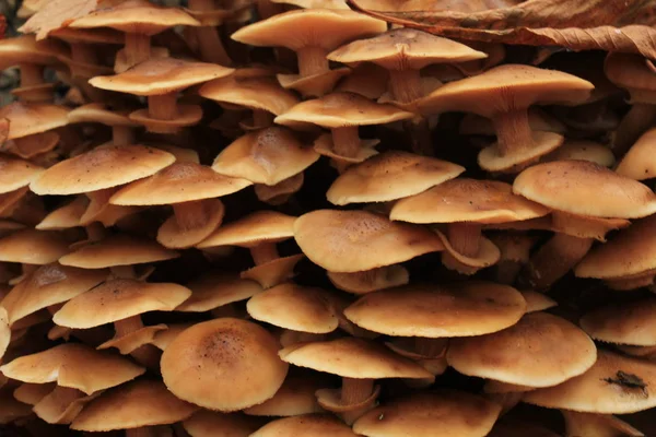 Champignons dans une forêt d'automne — Photo