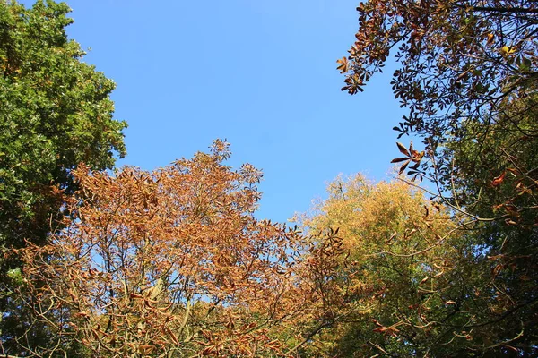 Bäume in herbstlichen Farben Stockbild