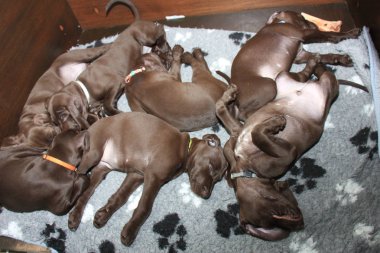 Alman Shorthaired Pointer yavruları